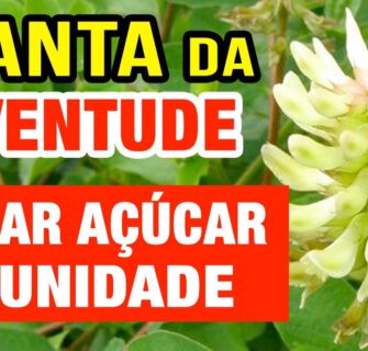 A Planta da Juventude! Açúcar no Sangue, Inflamação, Imunidade, Beleza e Mais