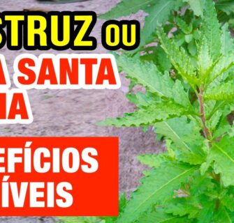 Erva de Santa Maria ou Mastruz: Antiviral, Vermes, Dores e Mais - Como usar!