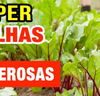 Folhas Super Poderosas que você vai AMAR! Emagrecer e Saúde! Como Usar e Benefícios