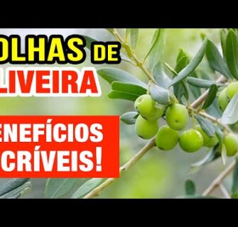 EMAGRECER, PRESSÃO,... O Poder das Folhas de Oliveira! Benefícios e Como Usar