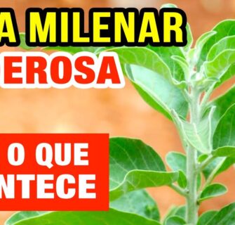 Poderosa Erva Milenar para Saúde! Inflamação, Imunidade, Diabetes, Pressão, Ansiedade e Mais