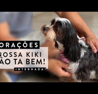 Sobre o que aconteceu com a Kiki - Choque Anafilático e Cirurgia - Carol Borba