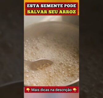 ESSA SEMENTE pode SALVAR SEU ARROZ (+ Fibras, Anti-inflamatório e mais)