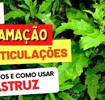 MASTRUZ PARA DOR, INFLAMAÇÃO E ARTICULAÇÕES - Benefícios e Como Usar