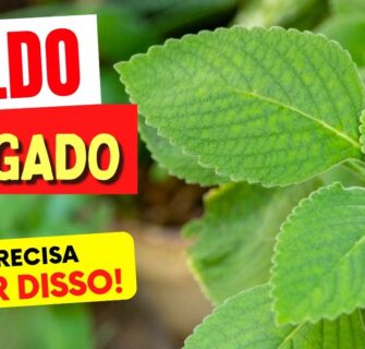 CHÁ DE BOLDO e FÍGADO - O que você PRECISA SABER!